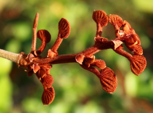 Bauhinia vahlii (Malu Creeper) — photo