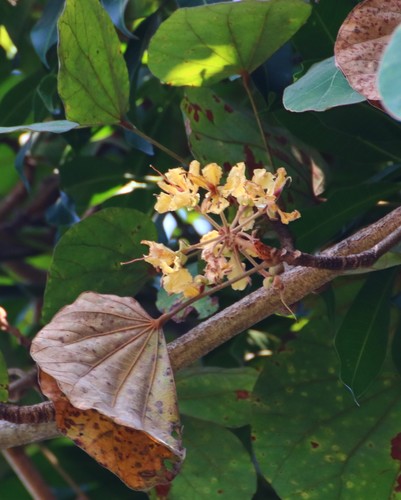 Bauhinia vahlii (Malu Creeper) — photo