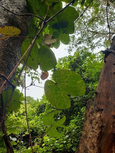 Bauhinia vahlii