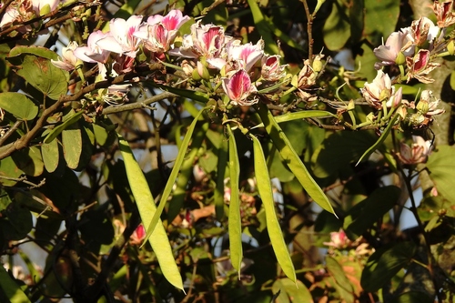 Bauhinia variegata (Pink Orchid Tree) — photo