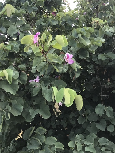 Bauhinia variegata (Pink Orchid Tree) — photo