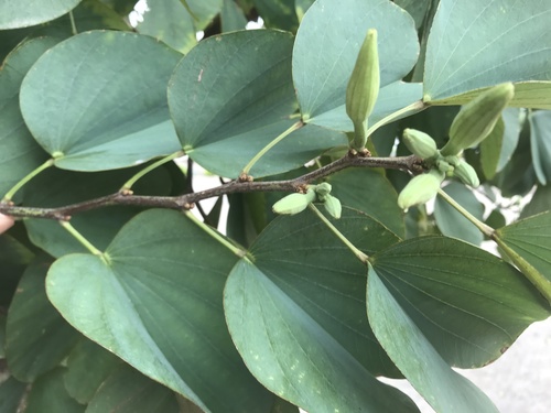 Bauhinia variegata