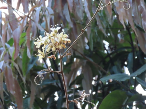 Bauhinia wallichii (Gai) — photo