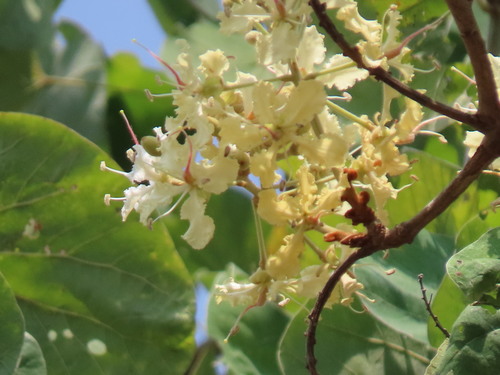 Bauhinia wallichii