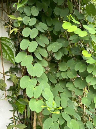 Bauhinia yunnanensis (Yunnan bauhinia) — photo