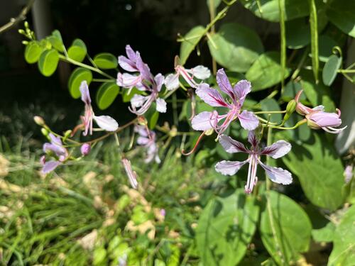 Bauhinia yunnanensis
