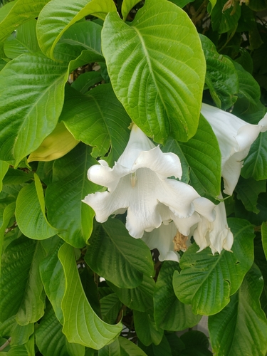 Beaumontia grandiflora (Nepal trumpet flower) — photo