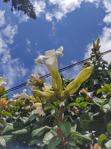 Beaumontia grandiflora (Nepal trumpet flower) — photo