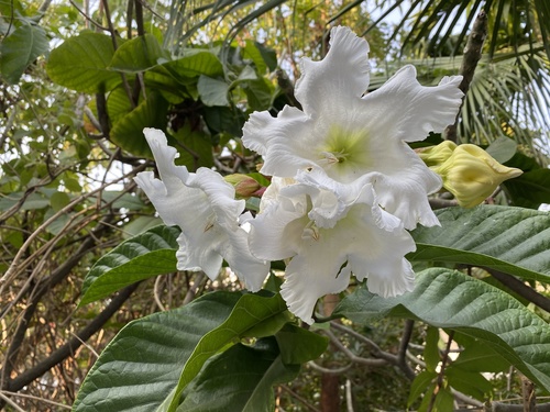 Beaumontia grandiflora