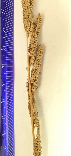 Beckmannia eruciformis (Sloughgrass) — photo