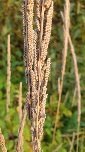Beckmannia eruciformis (Sloughgrass) — photo
