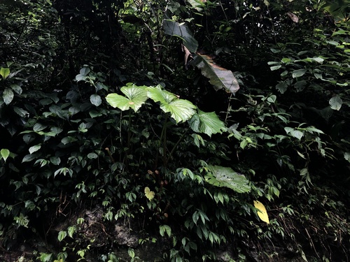 Begonia aborensis — photo
