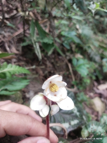 Begonia annulata (Begonia) — photo