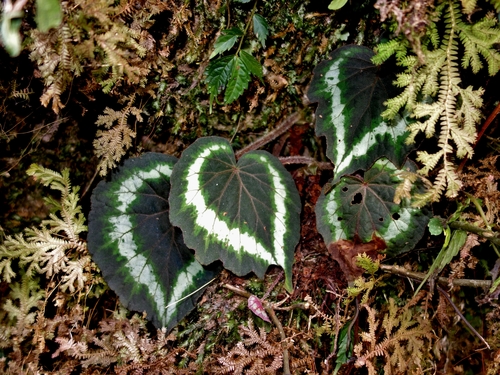 Begonia annulata