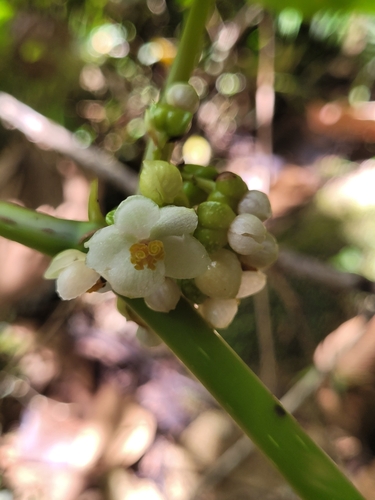 Begonia aptera (Aptera begonia) — photo