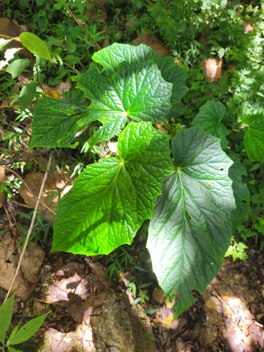 Begonia aptera