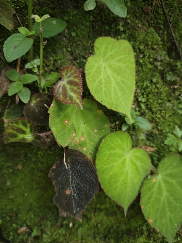 Begonia augustinei