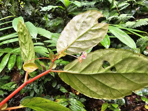 Begonia auriculata (Earlike begonia) — photo