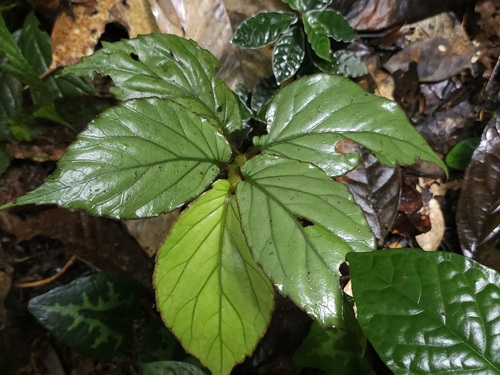 Begonia auriculata