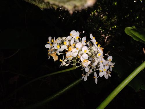 Begonia barkeri — photo