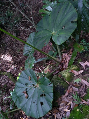 Begonia barkeri — photo