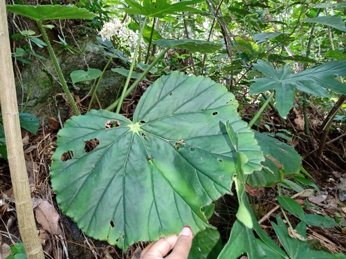 Begonia barkeri