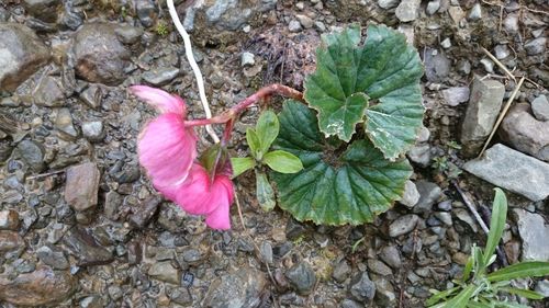 Begonia baumannii — photo