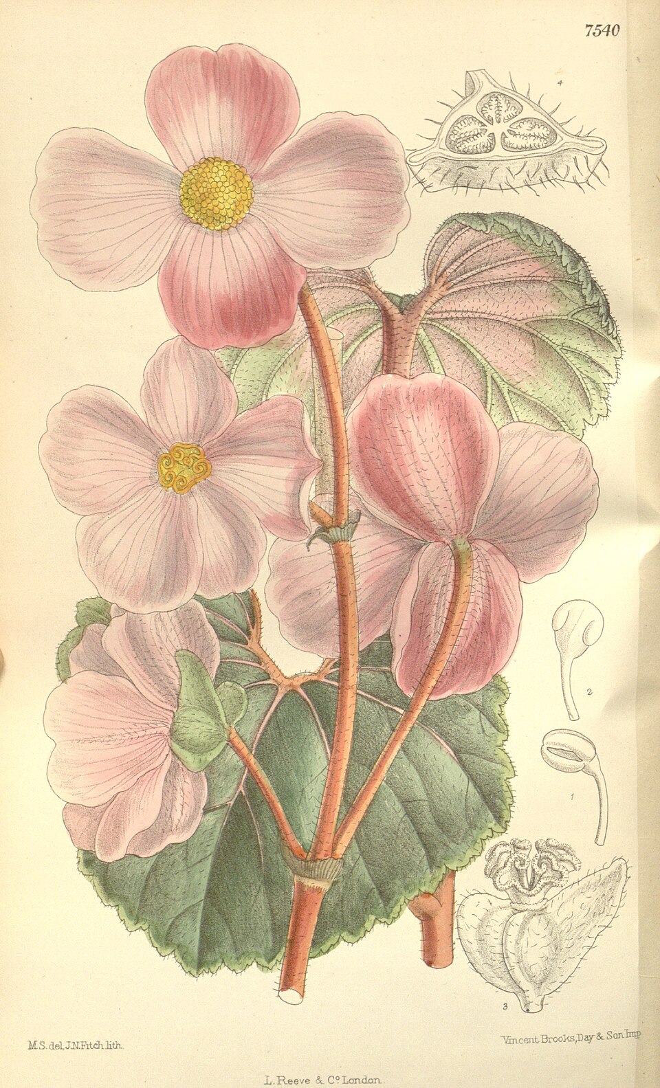 Begonia baumannii — photo