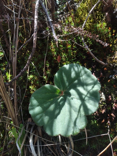 Begonia baumannii