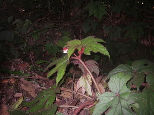 Begonia baviensis (A chien) — photo