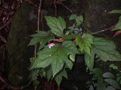 Begonia baviensis