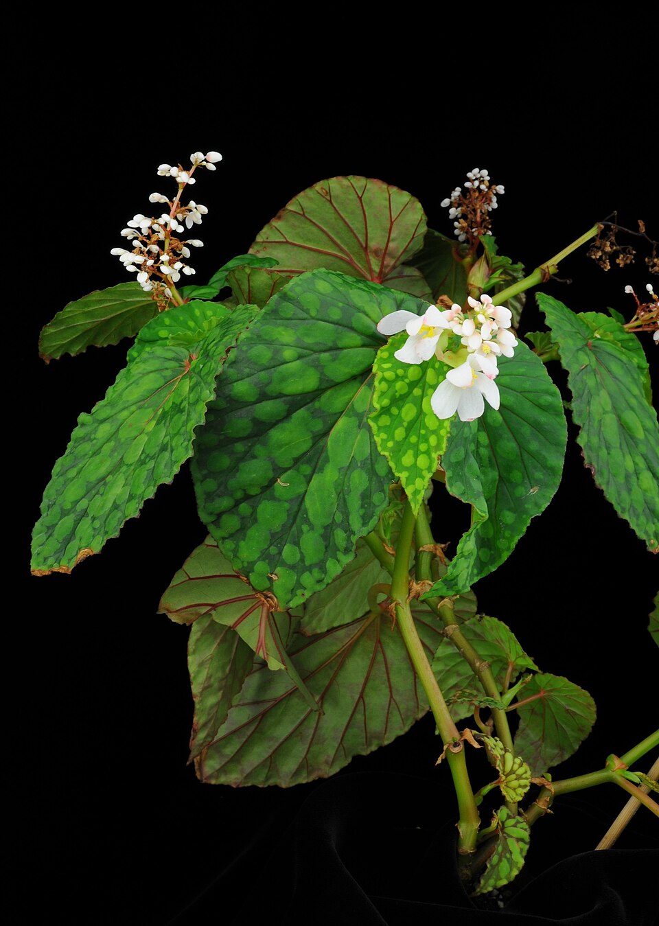 Begonia chlorosticta (Silver-spotted begonia) — photo