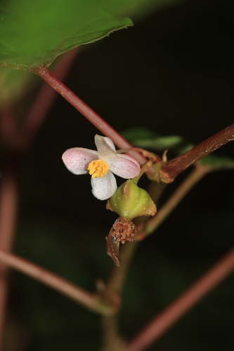 Begonia crassirostris — photo