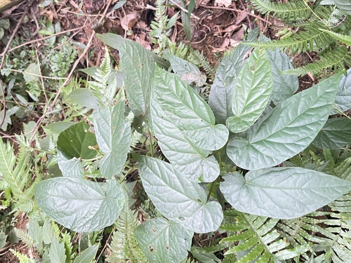 Begonia crassirostris — photo