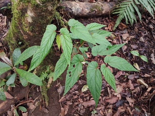 Begonia crassirostris