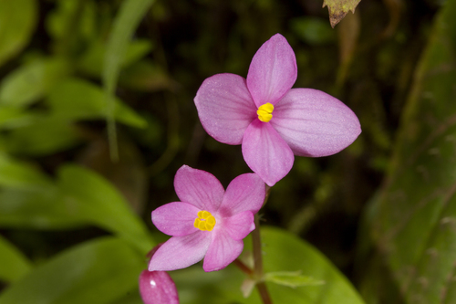 Begonia crenata — photo