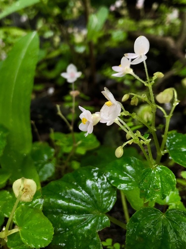 Begonia crenata — photo
