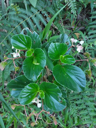 Begonia cucullata (Begonia) — photo