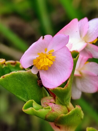 Begonia cucullata (Begonia) — photo