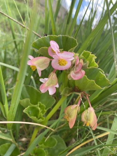 Begonia cucullata