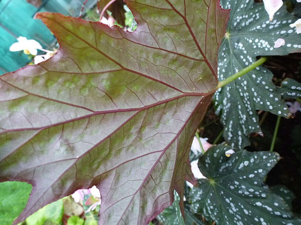 Begonia deliciosa (Deliciosa begonia) — photo