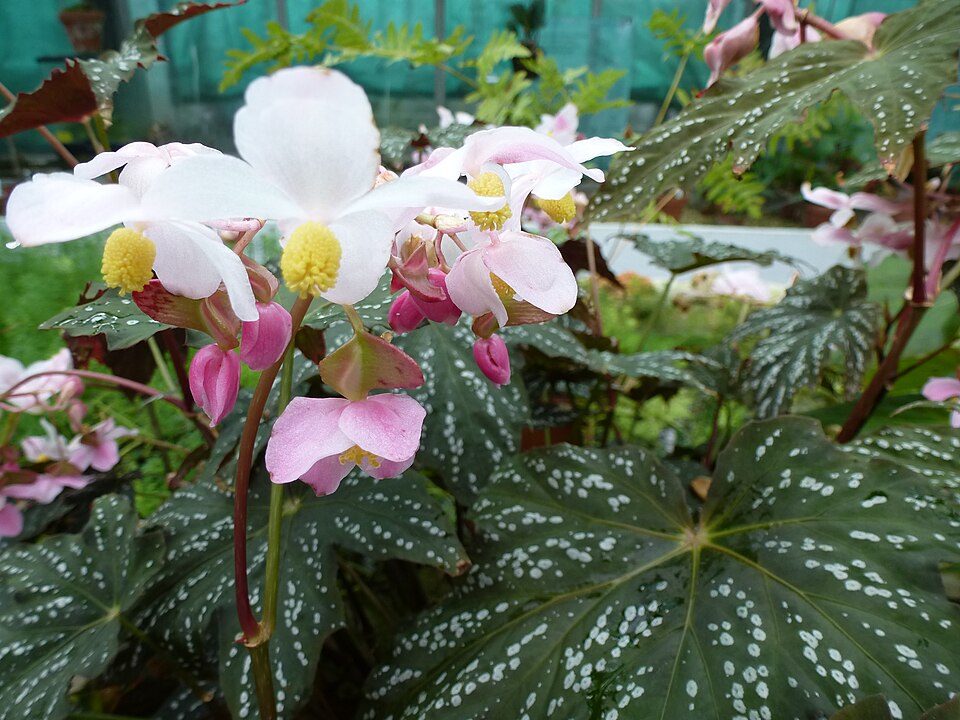 Begonia deliciosa