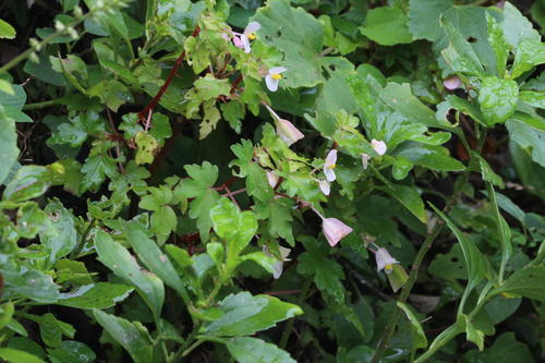 Begonia dregei (Maple leaf begonia) — photo