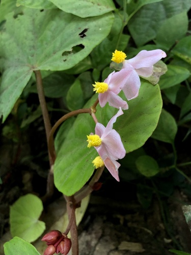 Begonia dryadis — photo