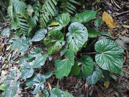 Begonia dryadis
