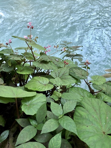 Begonia dryadis — photo