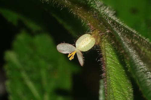 Begonia elatostemmoides — photo