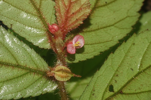 Begonia elatostemmoides