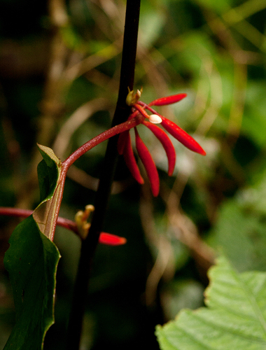 Begonia eminii — photo