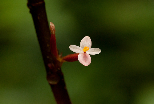 Begonia eminii